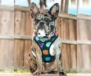Mother of the French Bulldog puppies born on 03/27/2023