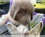 Small #2 Newfoundland