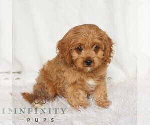 Cavapoo (Miniature) Puppy for sale in NARVON, PA, USA