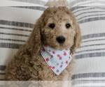 Puppy 4 Poodle (Standard)