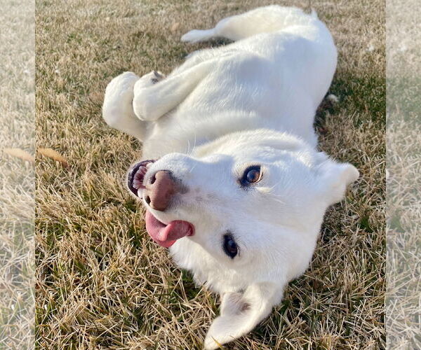 Medium Photo #7 Mutt Puppy For Sale in Sandy, UT, USA