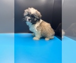 Small Photo #18 Maltipoo-Shih Tzu Mix Puppy For Sale in SAINT AUGUSTINE, FL, USA