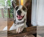 Small Akita Mix