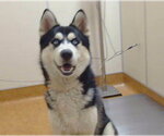 Small Siberian Husky