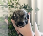 Small Photo #7 Schnauzer (Miniature) Puppy For Sale in EATONVILLE, WA, USA