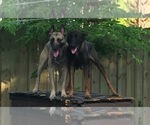 Small Photo #1 Belgian Malinois Puppy For Sale in HOUSTON, TX, USA