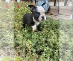 Small #1 Boston Terrier