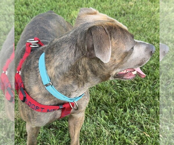 Medium Photo #18 Mutt Puppy For Sale in Fargo, ND, USA