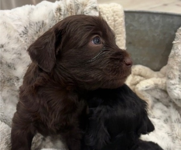 Medium Photo #13 Schnoodle (Giant) Puppy For Sale in ANDERSON, CA, USA