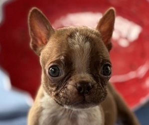 Boston Terrier Puppy for sale in HICKORY, NC, USA