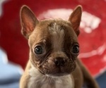 Image preview for Ad Listing. Nickname: Bailey