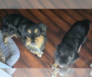 Miniature Australian Shepherd Puppy for sale in SPRINGFIELD, IL, USA