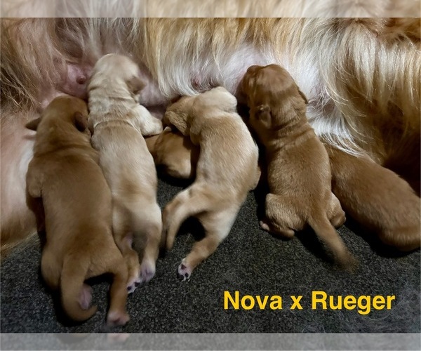 Medium Photo #15 Golden Retriever Puppy For Sale in WEST MIDDLESEX, PA, USA
