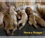 Small #14 Golden Retriever
