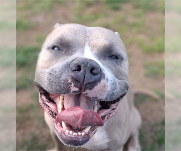 Medium Photo #1 American Pit Bull Terrier Puppy For Sale in Derwood, MD, USA