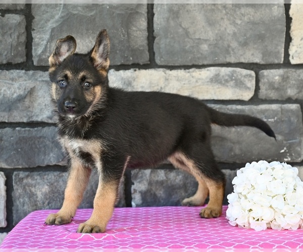Medium Photo #3 German Shepherd Dog Puppy For Sale in MILLERSBURG, OH, USA