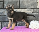 Small #2 German Shepherd Dog