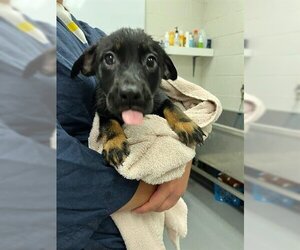 Labrottie Dogs for adoption in Peoria, IL, USA