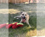 Small #5 American Staffordshire Terrier Mix