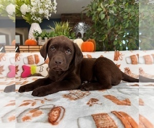 Labrador Retriever Puppy for sale in GREENFIELD, IN, USA