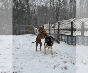 Regina - Female Doberman Pinscher-Unknown Mix Dog for Adoption - Photo #4