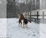Small Photo #4 Doberman Pinscher-Unknown Mix Puppy For Sale in Randleman , NM, USA