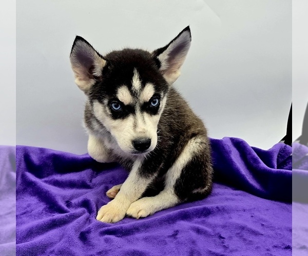 Medium Photo #1 Siberian Husky Puppy For Sale in SANDY HOOK, KY, USA