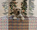 Small Photo #1 Labrador Retriever Puppy For Sale in LELAND, NC, USA