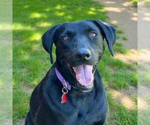 Labrador Retriever Dogs for adoption in San Diego, CA, USA