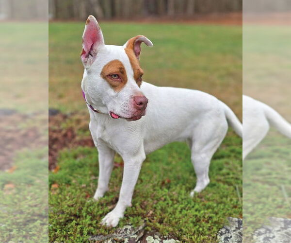 Medium Photo #2 Mutt Puppy For Sale in Westminster, MA, USA