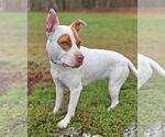 Small #1 Mutt