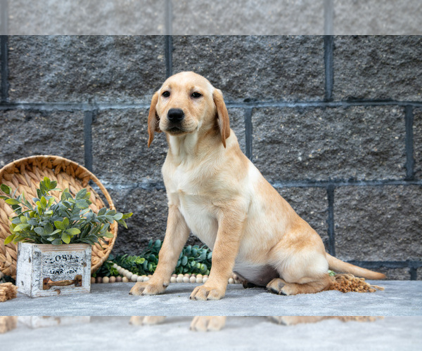 Medium Photo #14 Labrador Retriever Puppy For Sale in MILLERSBURG, OH, USA
