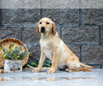 Small Photo #14 Labrador Retriever Puppy For Sale in MILLERSBURG, OH, USA