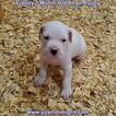 Small Photo #178 Dogo Argentino Puppy For Sale in PINEVILLE, MO, USA