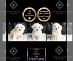 Small #2 Maltese