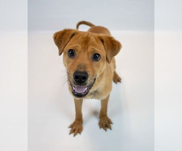 Medium Photo #4 Labrachow Puppy For Sale in Kennesaw, GA, USA