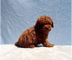 Small #3 Poodle (Toy)