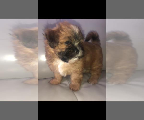 Medium Photo #44 Mal-Shi Puppy For Sale in LAKELAND, FL, USA