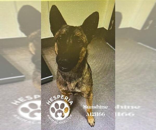 Medium Photo #1 Mutt Puppy For Sale in HESPERIA, CA, USA