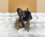 Small Photo #3 French Bulldog Puppy For Sale in SANTA BARBARA, CA, USA
