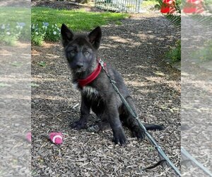 Wolf Hybrid Puppy for sale in FORT PAYNE, AL, USA