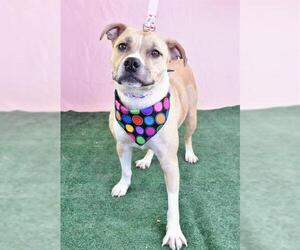 American Pit Bull Terrier Dogs for adoption in Bakersfield, CA, USA