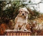 Small Photo #10 Pyredoodle Puppy For Sale in EVERGREEN, NC, USA