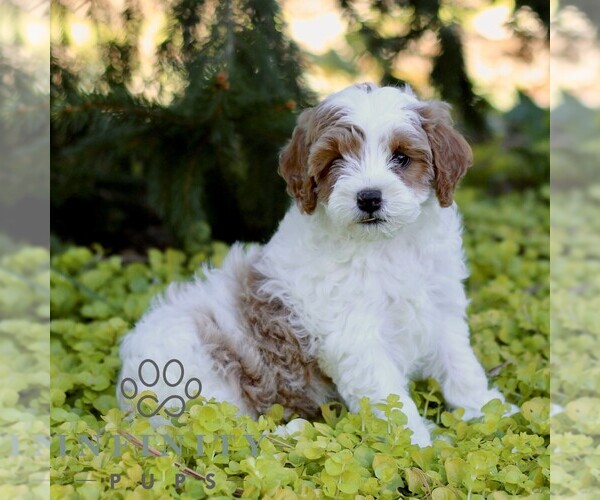 Medium Photo #4 Cavapoo (Miniature) Puppy For Sale in LANCASTER, PA, USA