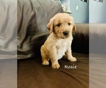 Puppy Rosie Golden Retriever
