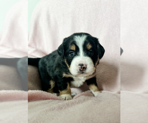 Medium Photo #3 Australian Shepherd-Bernedoodle Mix Puppy For Sale in MELROSE, NY, USA