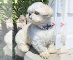 Small #5 Shih Tzu