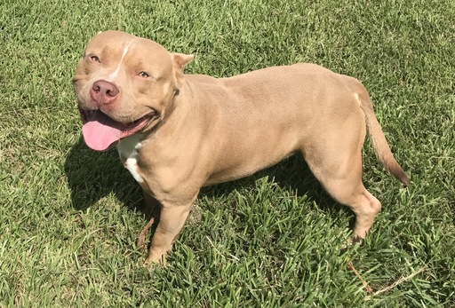 Medium Photo #1 American Bully Puppy For Sale in HUFFMAN, TX, USA