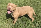 Small Photo #1 American Bully Puppy For Sale in HUFFMAN, TX, USA