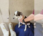 Small #1 Boxer Mix